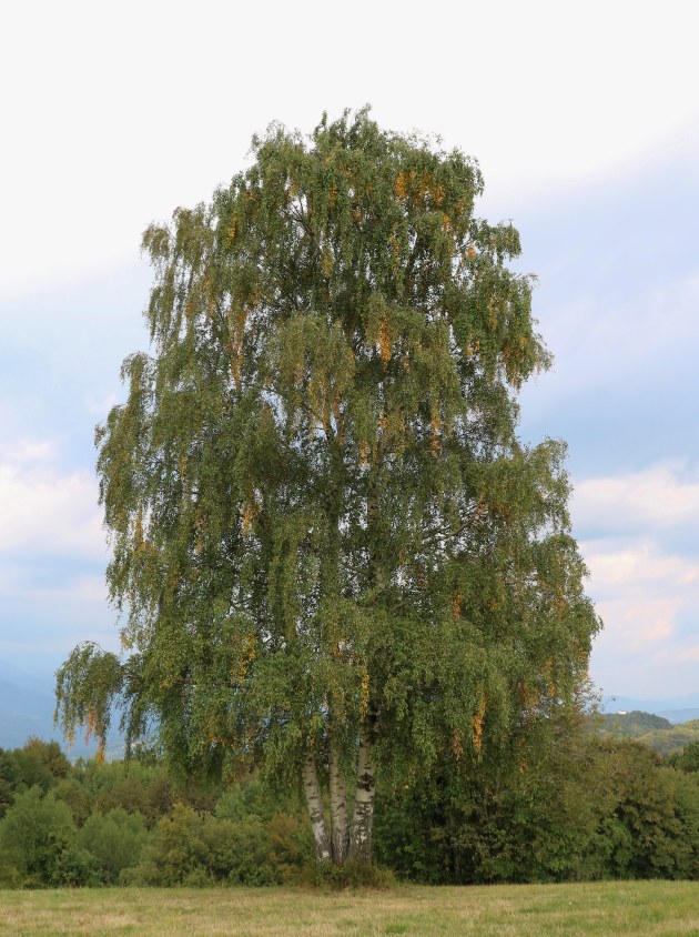 Klikni za ogled večje slike