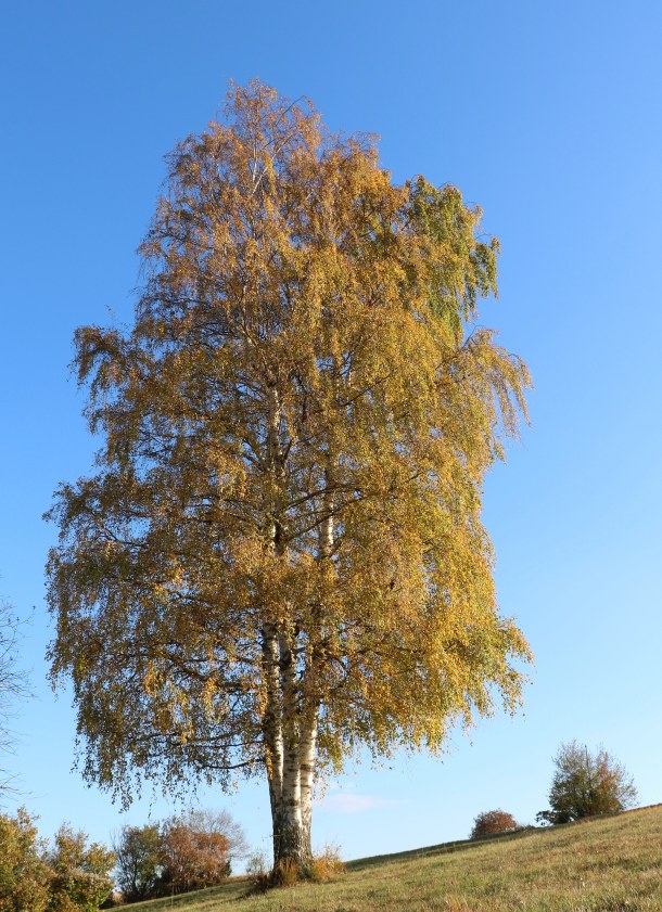 Klikni za ogled večje slike