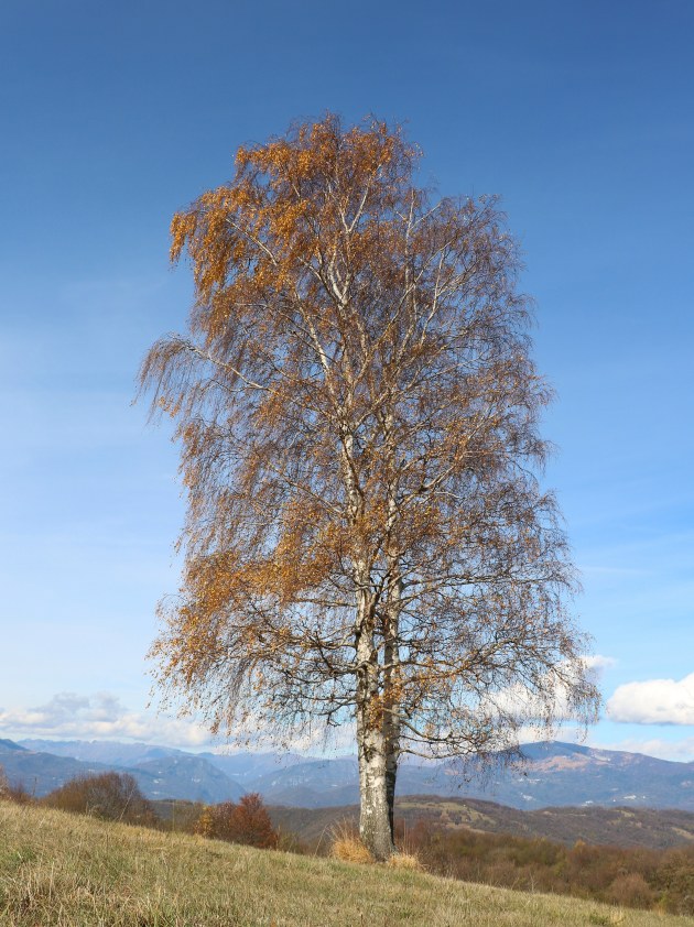 Klikni za ogled večje slike