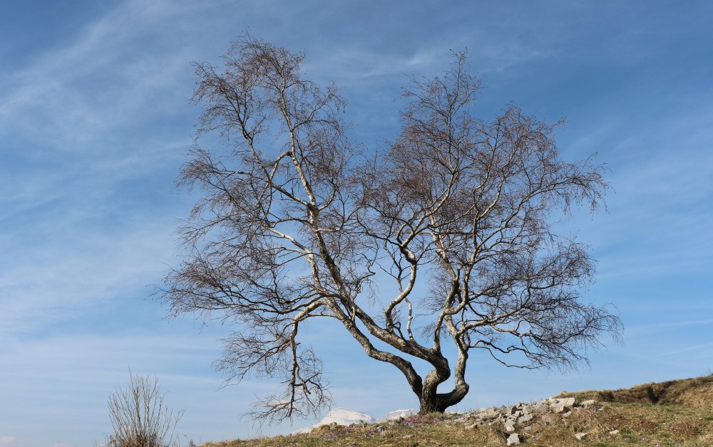 Klikni za ogled večje slike