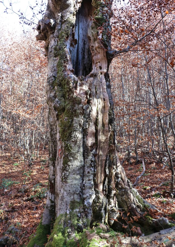 Klikni za ogled večje slike