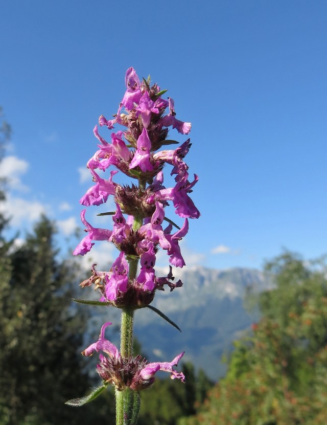 Klikni za ogled večje slike