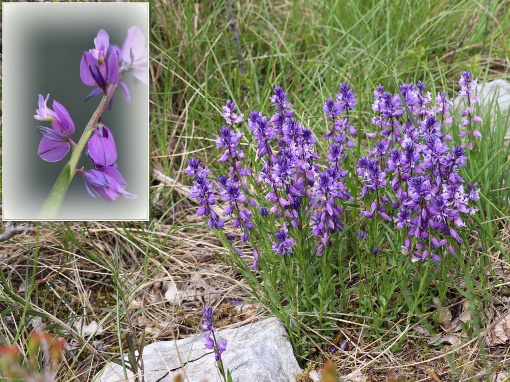 Klikni za ogled večje slike