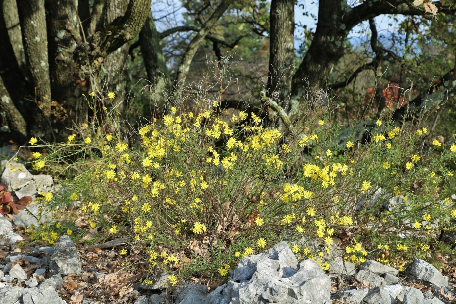 Klikni za ogled večje slike