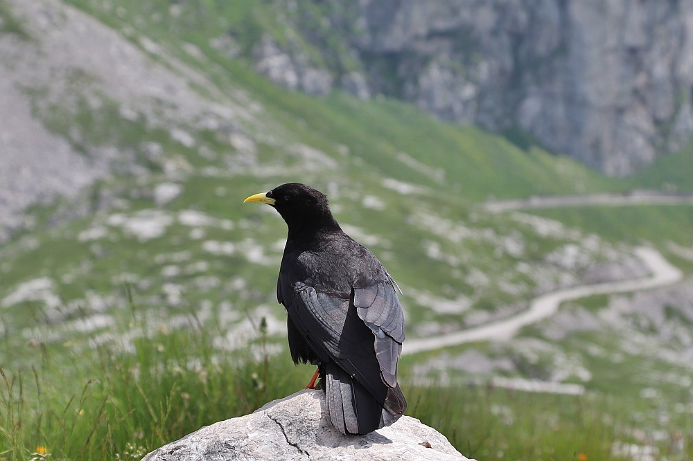 Klikni za ogled večje slike