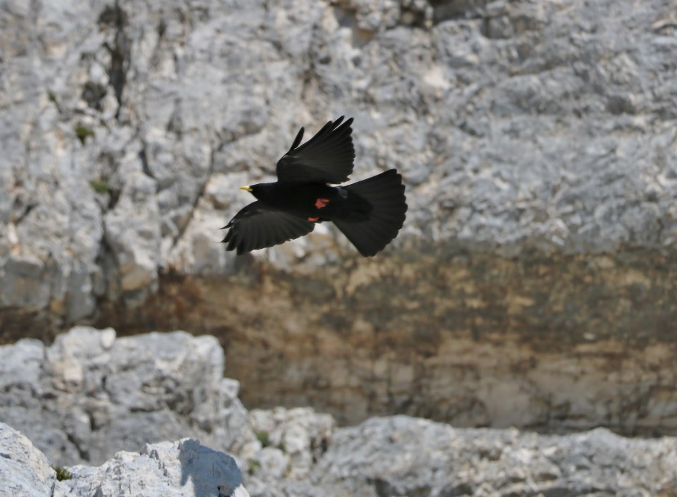 Klikni za ogled večje slike