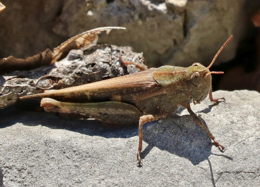 Klikni za ogled večje slike