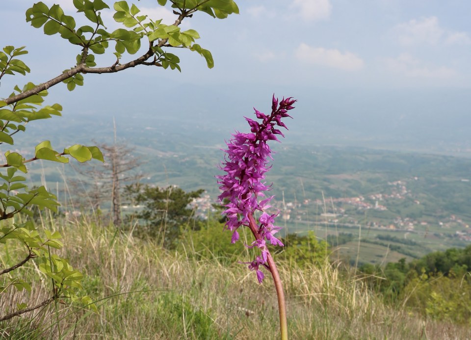 Klikni za ogled večje slike