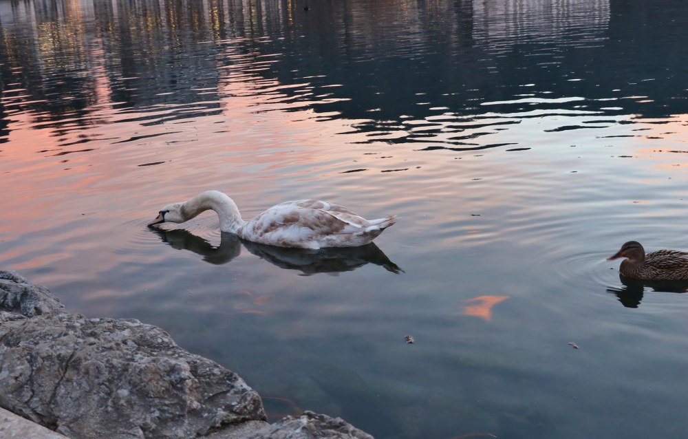 Klikni za ogled večje slike