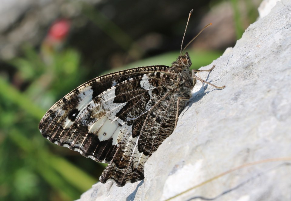 Klikni za ogled večje slike