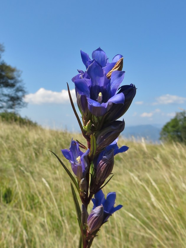 Klikni za ogled večje slike