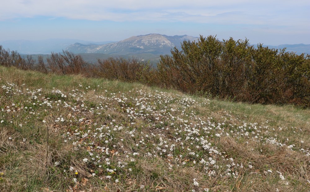 Klikni za ogled večje slike