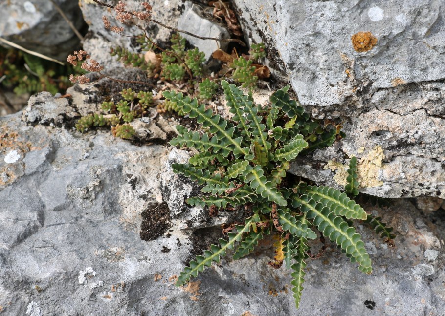 Klikni za ogled večje slike