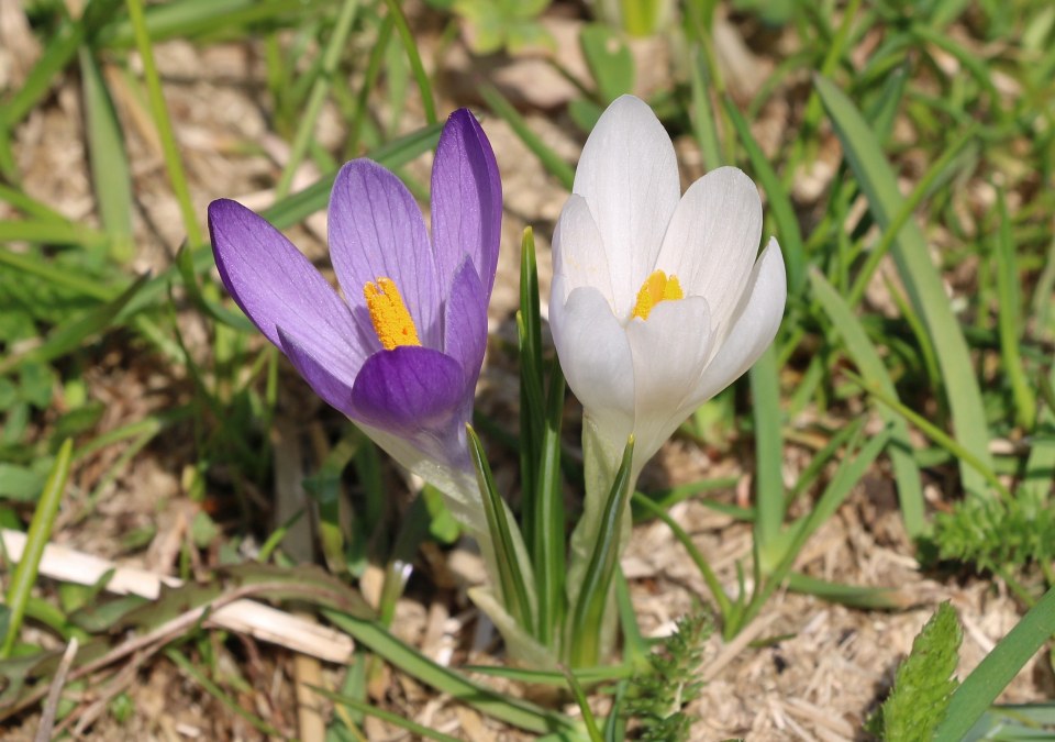 Klikni za ogled večje slike