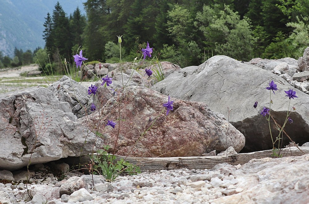 Klikni za ogled večje slike