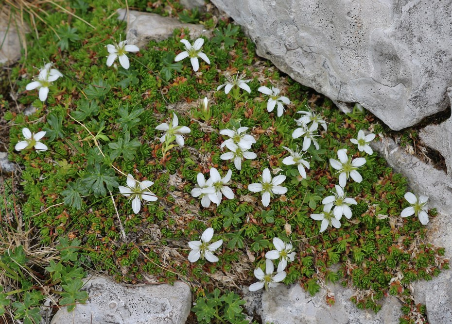 Klikni za ogled večje slike