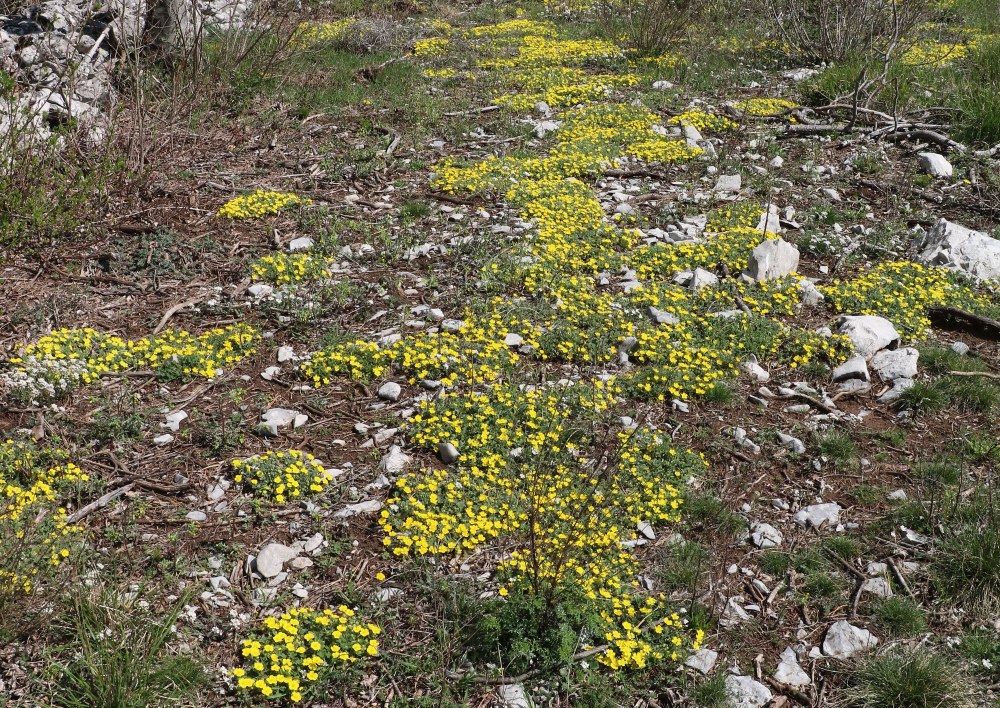 Klikni za ogled večje slike