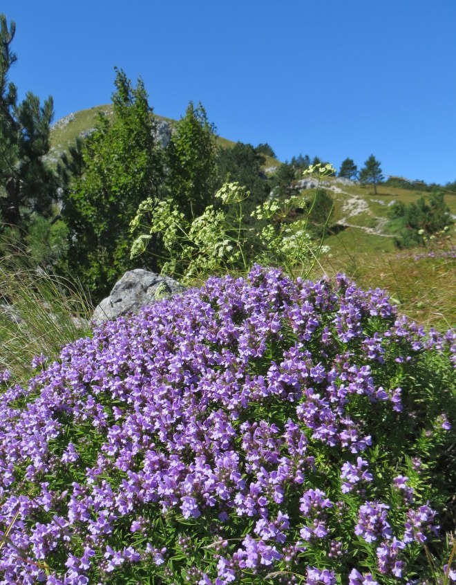 Klikni za ogled večje slike