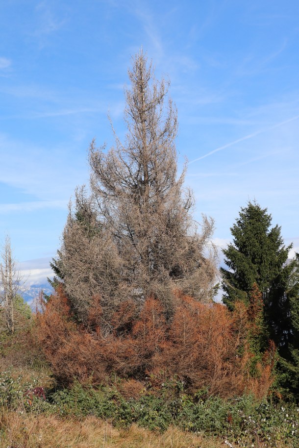 Klikni za ogled večje slike