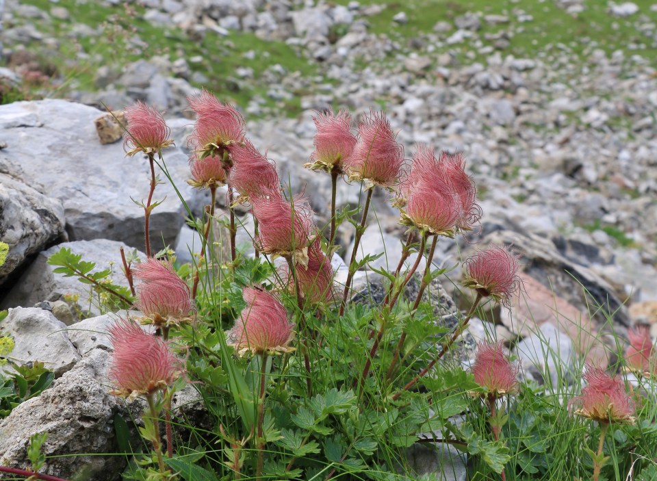 Klikni za ogled večje slike