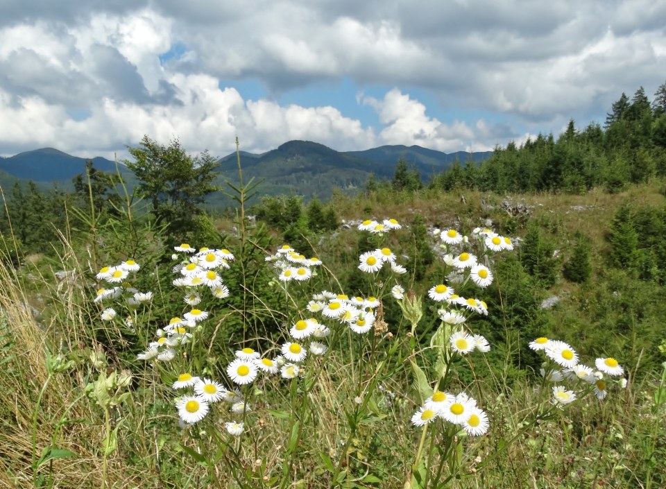 Klikni za ogled večje slike