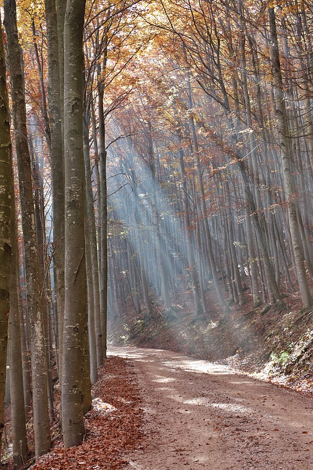 Klikni za ogled večje slike