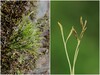 Asplenium septentrionale.jpg