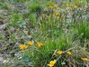 Carex IMG_6584.jpg