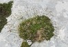 Carex IMG_9397.jpg