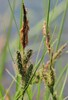 Carex elata IMG_2676.jpg