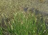 Carex elata IMG_2709.jpg