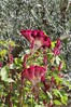 Celosia IMG_7110.jpg