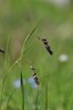 bekica IMG_5228.jpg