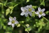 crvinka IMG_2511.jpg