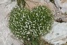 crvinka IMG_5375.jpg