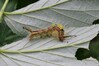 gosenica IMG_6053.jpg
