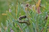 gosenica pedic IMG_7258.jpg
