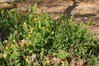 grahor IMG_8657.jpg
