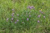 grahovec IMG_4789.jpg