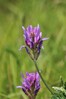 grahovec IMG_4792.jpg