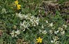 grahovec IMG_4823.jpg