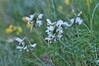 grahovec IMG_5057.jpg