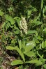 kukavica IMG_0956.jpg