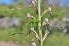 kukavica IMG_1612.jpg