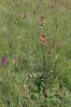 lucnik IMG_0719.jpg