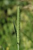 macji rep IMG_4895.jpg