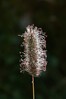 macji rep IMG_6680.jpg