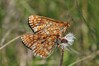metulj IMG_0891.jpg