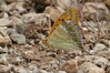 metulj IMG_1059.jpg
