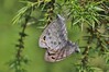 metulj IMG_1610.jpg